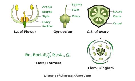 What Is Floral Formula? Definition, Construction Of Floral …