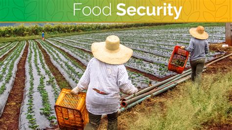 What Is Food Security 
