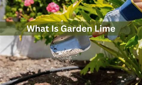 What Is Garden Lime and How to Use It to Help Your Plants Thrive