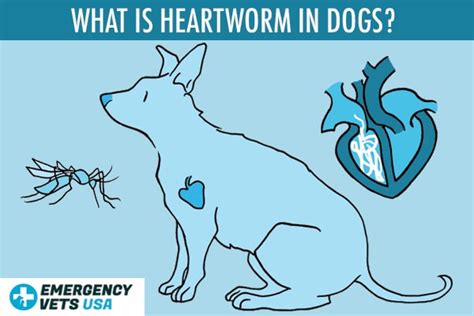 What Is Heartworm In Dogs? - Emergency Vets USA