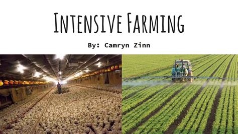 What Is Intensive Farming Examples