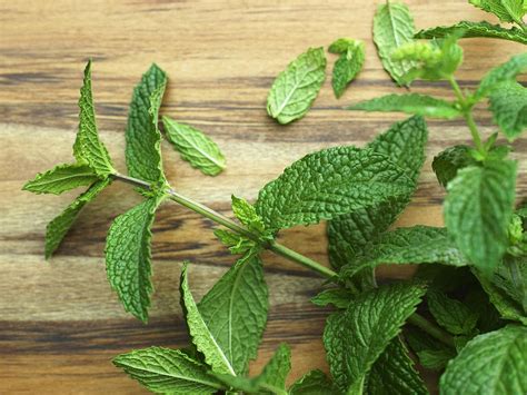 What Is Mint? - The Spruce Eats