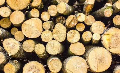 What Is My Timber Worth, and How Do I Sell It? Timber …