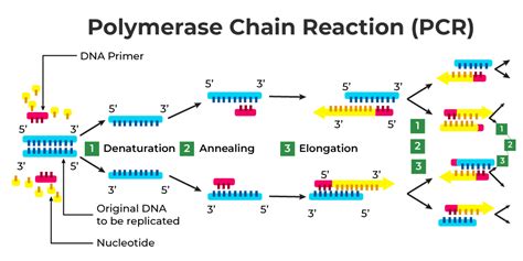What Is Polymerase Chain Reaction PCR HubPages