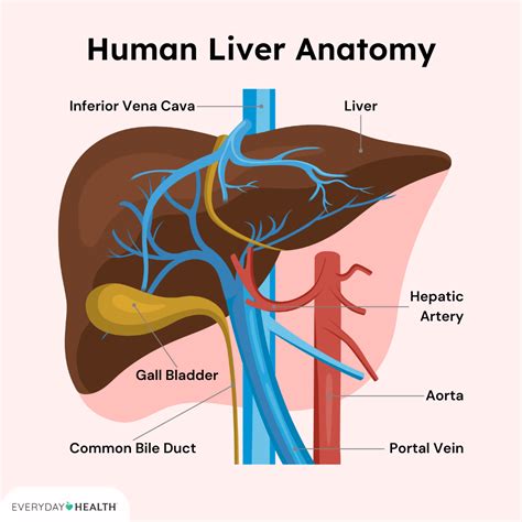 What Is Primary Biliary Cholangitis Everyday Health