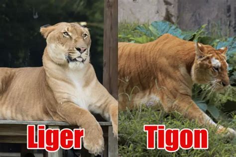 What Is Stronger A Liger Or A Tigon? - Mastery Wiki