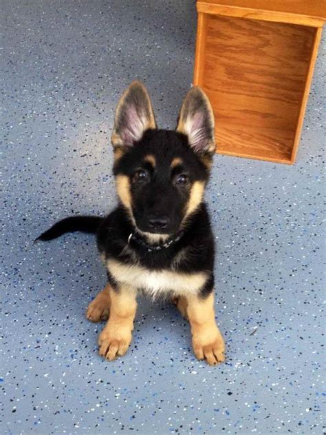 What Is The Average Cost Of A German Shepherd Puppy