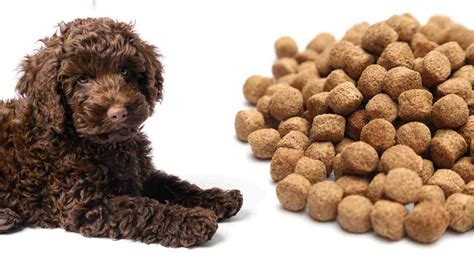 What Is The Best Puppy Food For Labradoodles