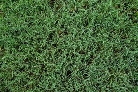 What Is The Easiest Grass To Grow In Alabama? Obsessed Lawn