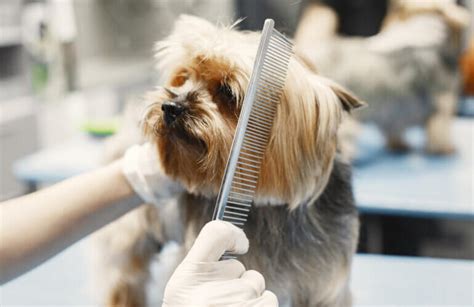 What Is The Importance of Pet Grooming? - blog.groomit.me