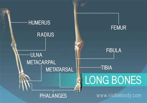 What Is The Longest Bone In The Human Body