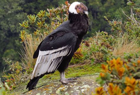 What Is The National Bird Of Colombia