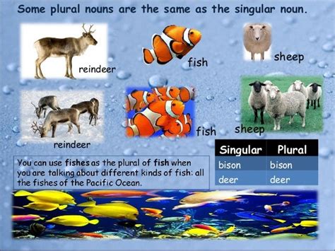 What Is The Plural Form Of Sheep Kalimat Blog