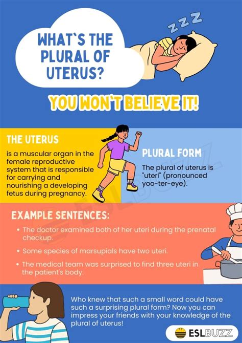 What Is The Plural Form Of The Word Uterus slidesharedocs