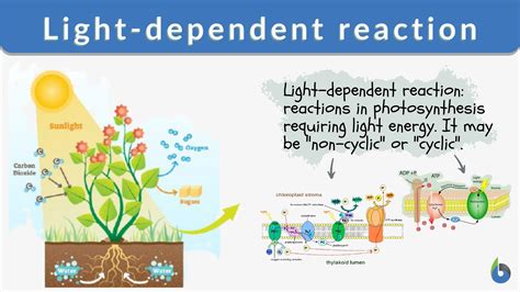 What Is The Purpose Of Light Reactions » Theblogy.com