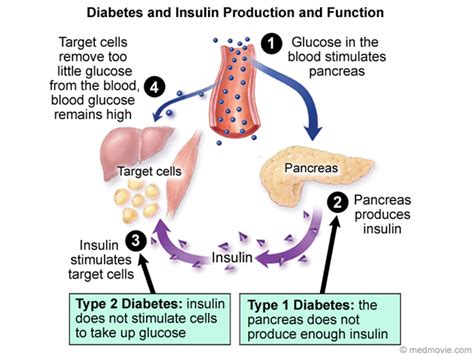 What Is The Role Of Insulin In Human Body? DiabetesTalk.Net