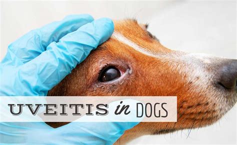 What Is Uveitis in Dogs? Symptoms, Treatments and …