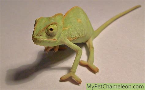 What Is Your Chameleon