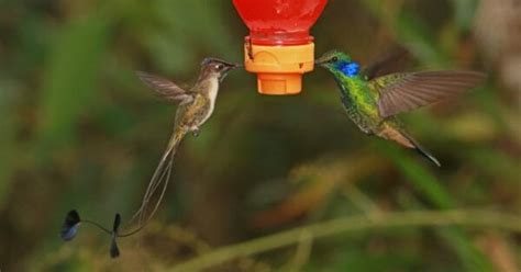 What Is a Group of Hummingbirds Called? - AZ Animals