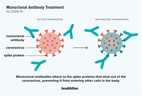 What Is a Monoclonal Antibody? - Verywell Health