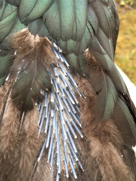 What Is a Pin Feather? - BirdTricks