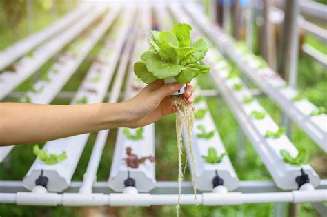 What Is a Wisconsin-Based Hydroponics Farm? - Ernessi Farms