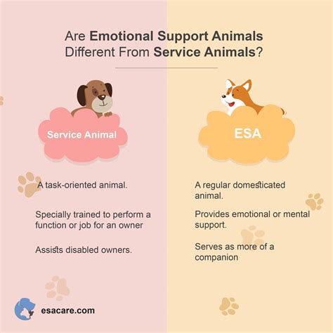 What Is an Emotional Support Animal and How Is it Different from a