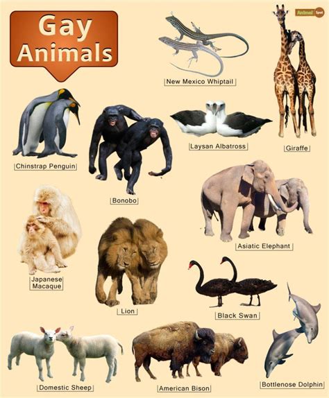 What Is an Example of Gay