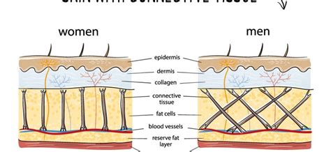 What Is the Difference Between Male and Female Skin?