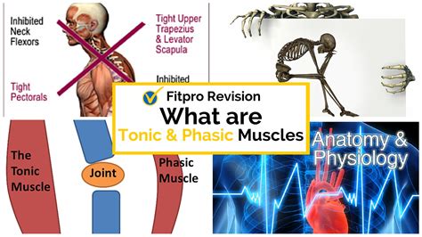 What Is the Difference Between Tonic Muscles and Phasic Muscles?