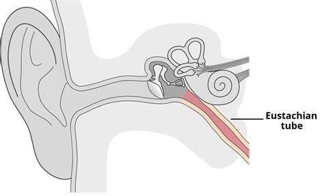 What Is the Function of the Auditory Tube
