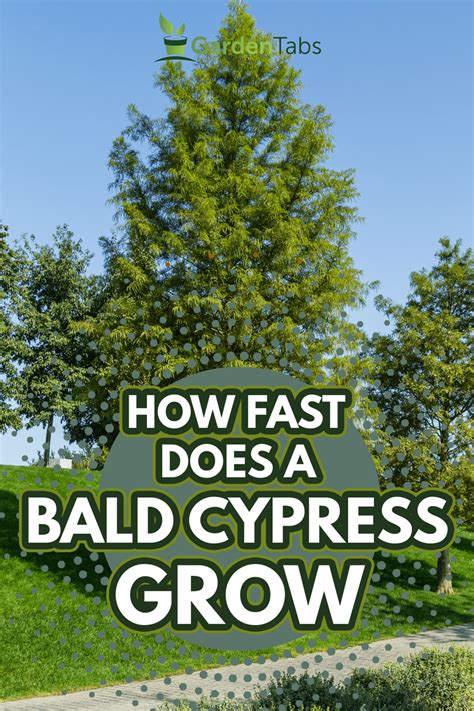 What Is the Growth Speed of the Bald Cypress? - SFGATE