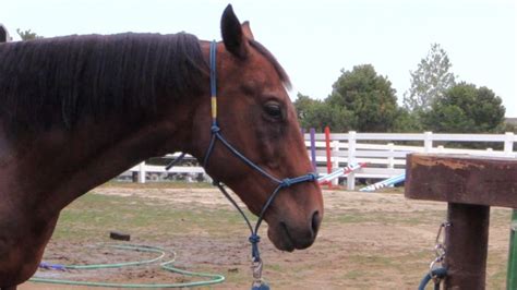 What It Looks Like When Your Horse Is Relaxed