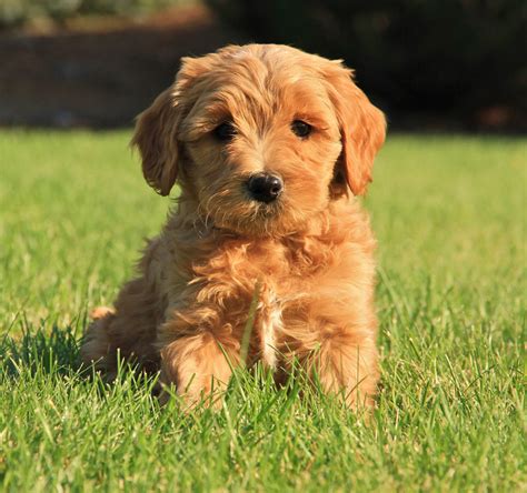 What Kind Of Brush Should I Buy For Labradoodle Puppy
