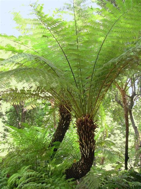 What Kind Of Soil Do Tree Ferns Need? - Caniry