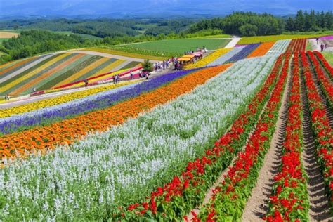 What Kind of Flowers Grow in Hokkaido and When …