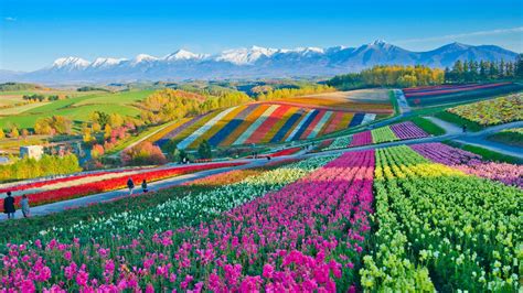 What Kind of Flowers Grow in Hokkaido and When are the Best …