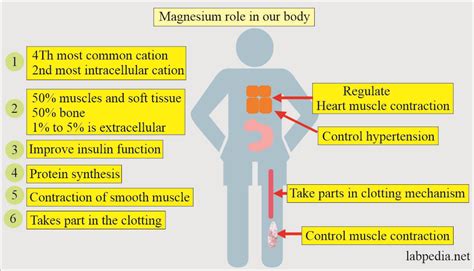 What Magnesium Does For Your Body JudithRozell
