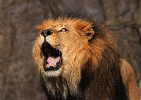 What Makes A Lion’s Roar So Loud And Intimidating?