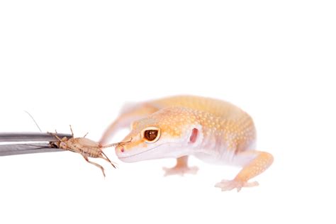 What Materials Are Safe For Leopard Geckos? - On Secret Hunt