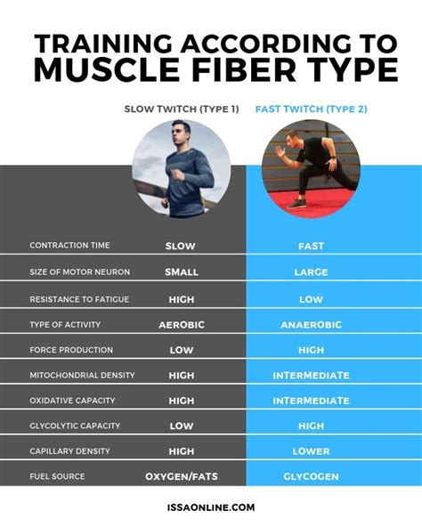 What Muscle Fiber Type Means for Strength Training