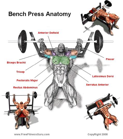 What Muscles Do Bench Press Work