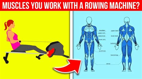 What Muscles Does A Rowing Machine Workout EOUA Blog