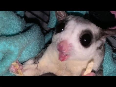 What Noises do a Sugar Glider Make? - YouTube