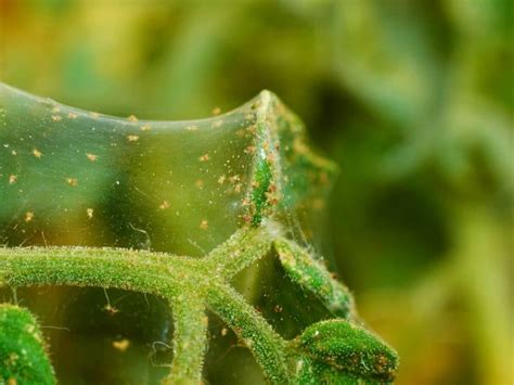 What Plants Repel Spider Mites? BeatPests