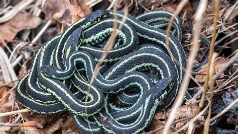 What Poisonous Snakes Are In Washington State? - Arew