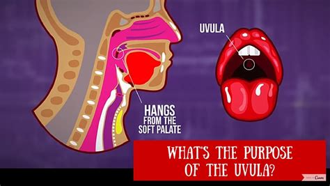 What Purpose Does The Uvula Serve? - Knowledge WOW