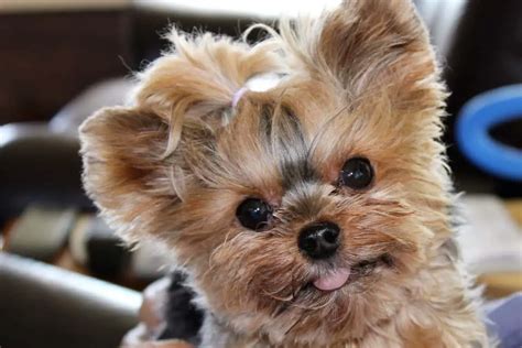 Feeding Family Teacup Yorkie Puppies