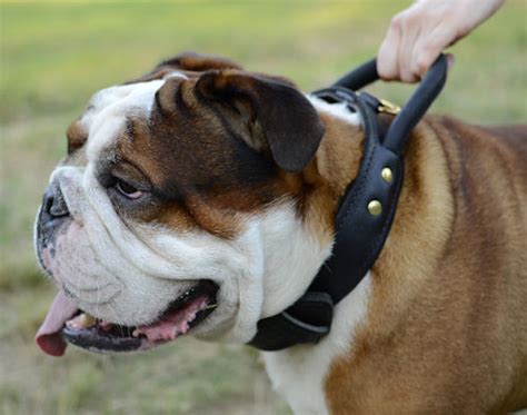 What Size Collar For English Bulldog Puppy