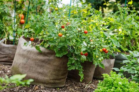 What Size Grow Bag for Tomatoes Should You Use? - Garden …